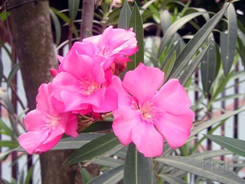 Nerium_oleander .jpg - Nerium oleander : Trúc đào, Trước đào. Cây hoa đẹp được trồng làm kiểng nhiều nơi. Lá rất độc, nguy hiểm. Loài cánh kép 